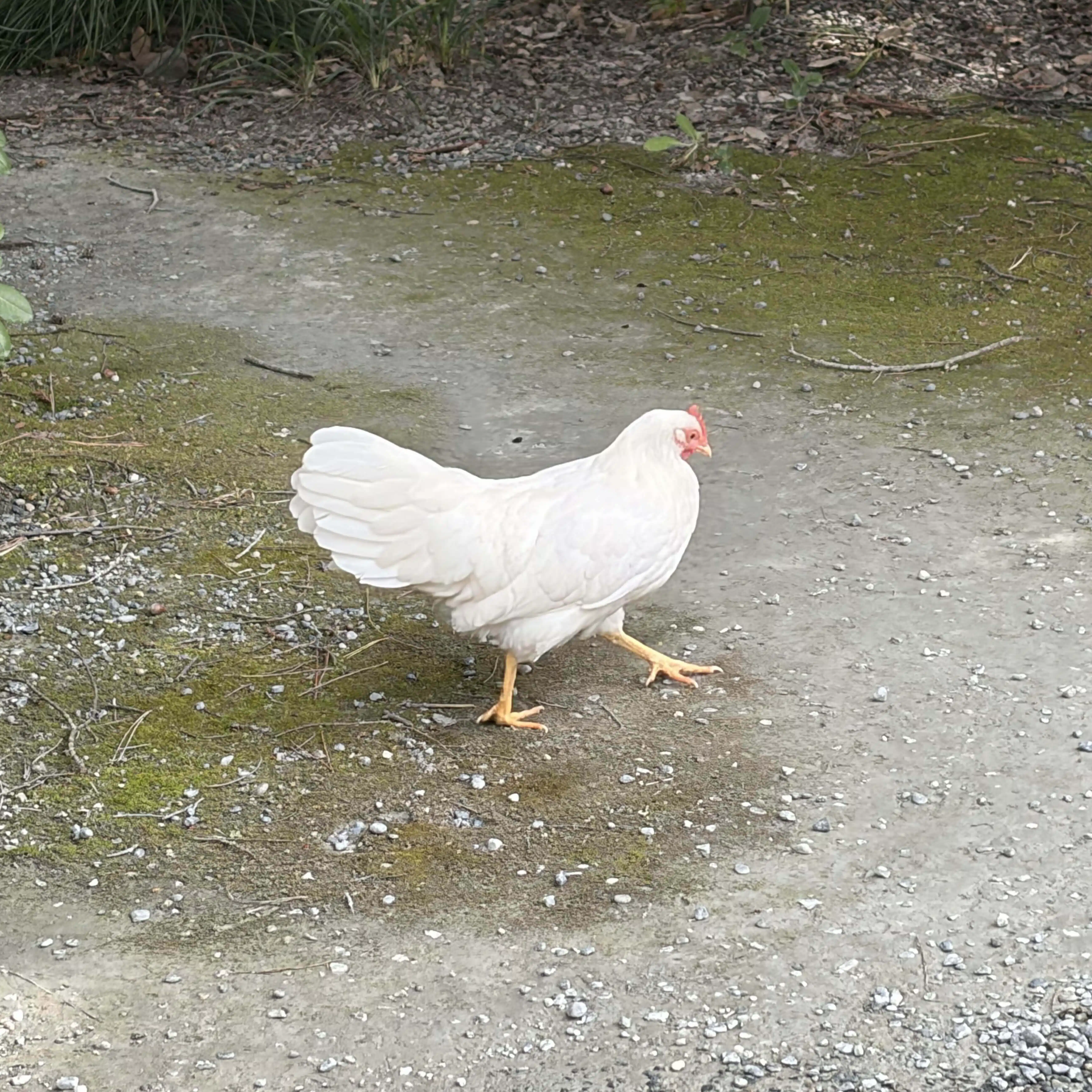 尼崎