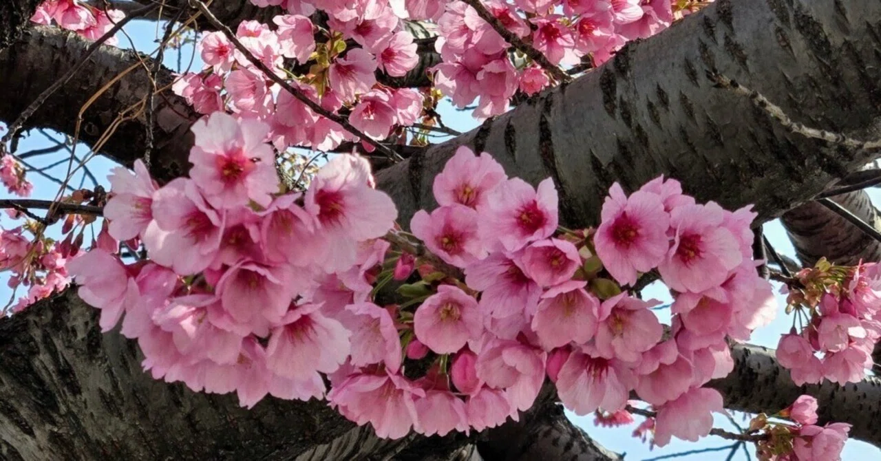 早咲きの桜と出会いました🌸✨｜サラ*♡