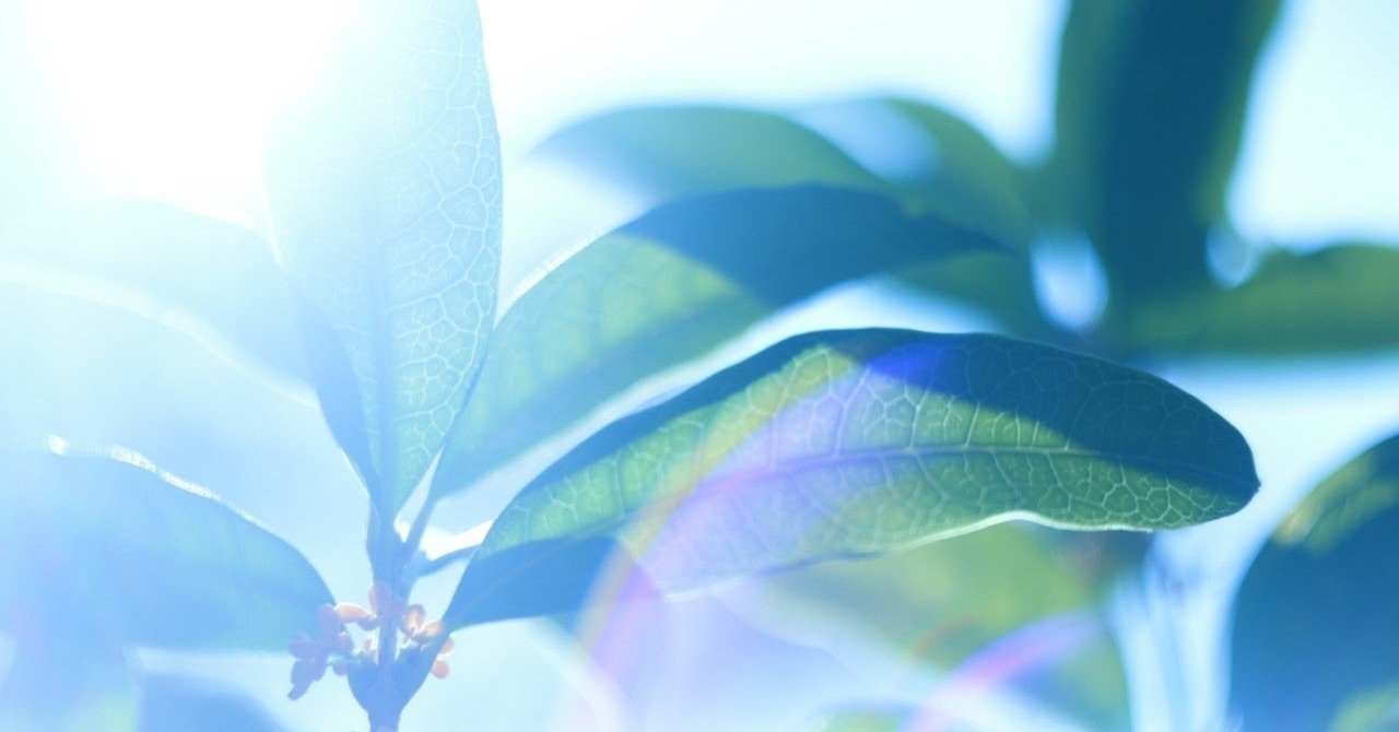 その人 であることに意味があった ミモザ Note その人 であることに意味があった ミモザ Note