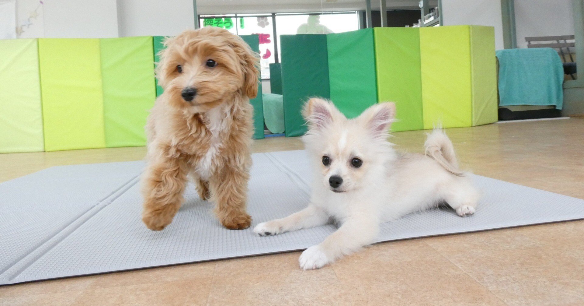 幼稚園体験に来てくれたMIX（ﾎﾟﾒﾗﾆｱﾝ×ﾁﾜﾜ）の【ぽん太くん】＆MIX