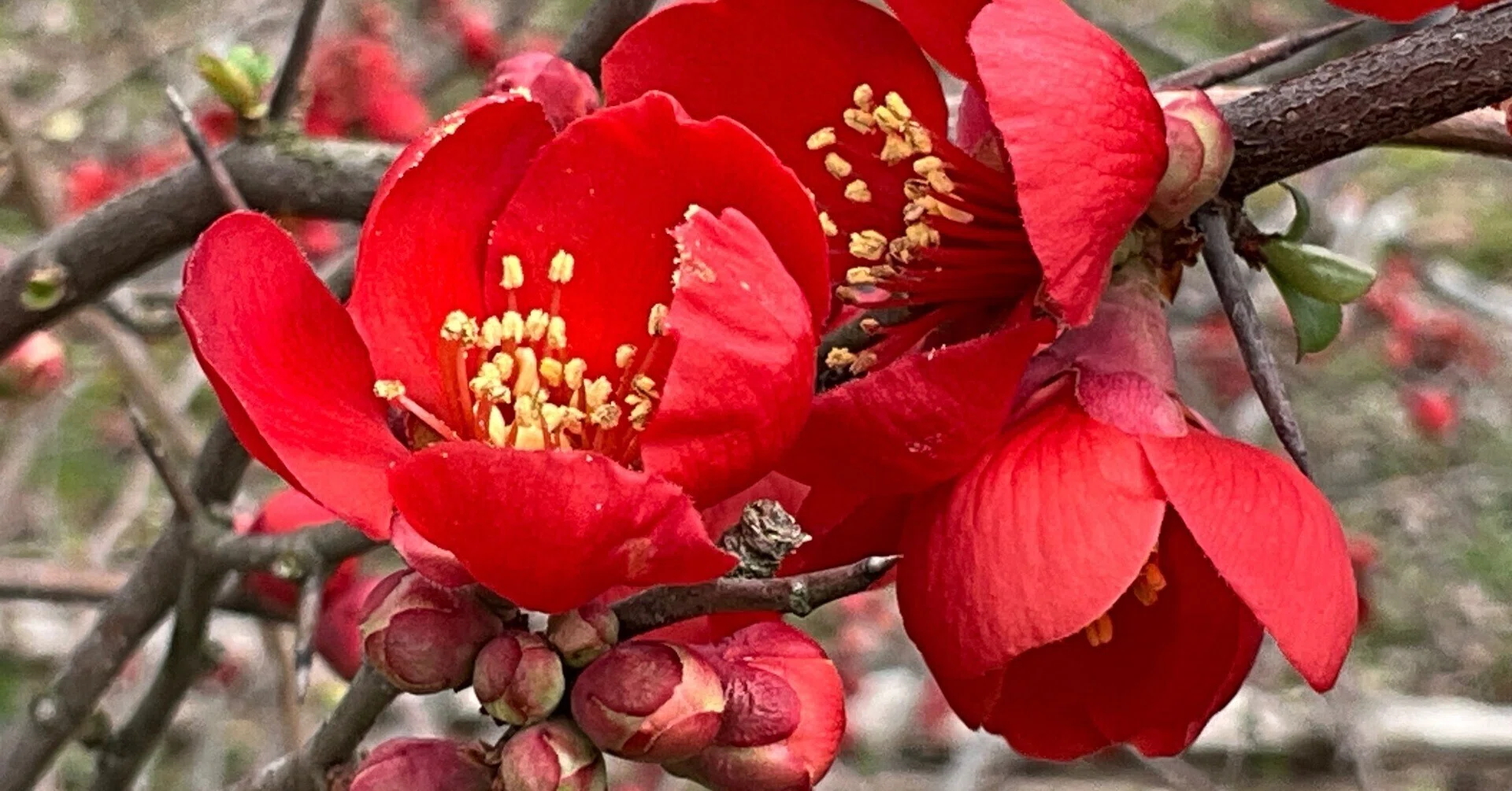 Flowering Quince (Kyoto Botanical Garden): March 6, 2026 (Friday
