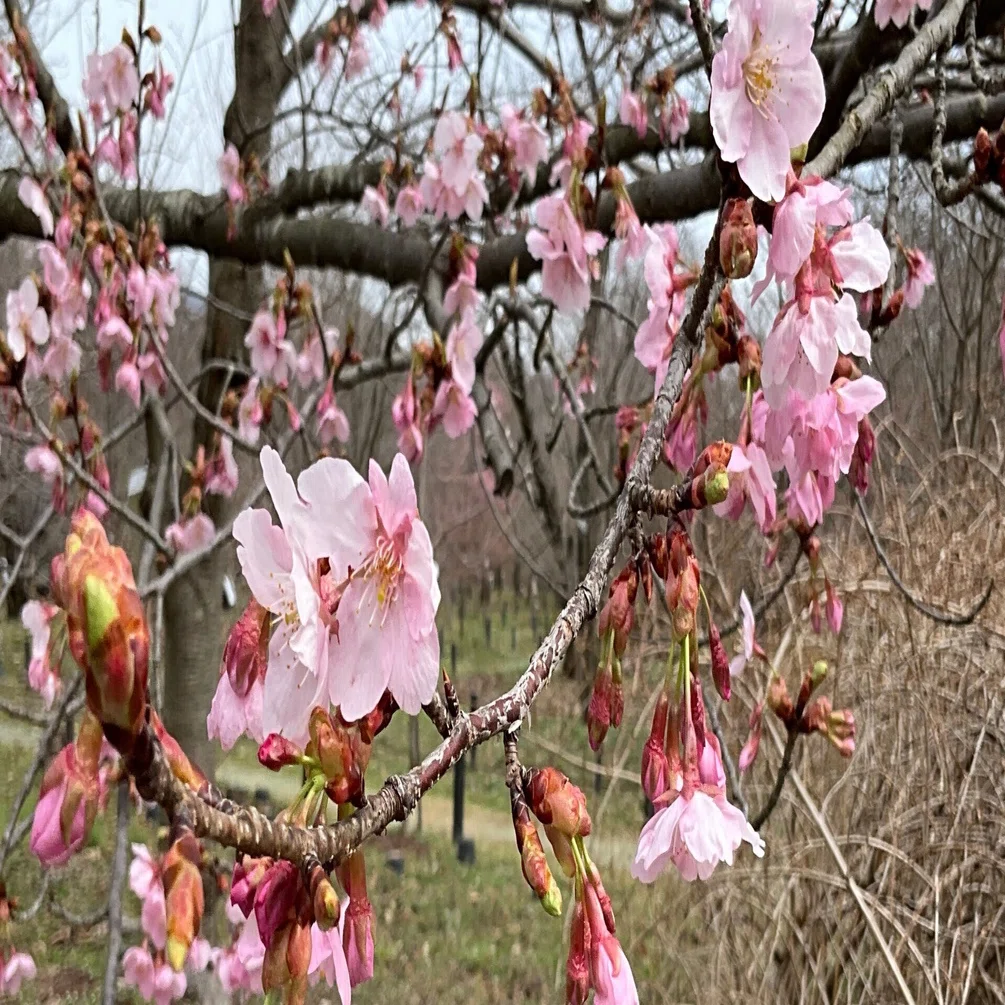 シュゼンジカンザクラ（京都府立植物園）：2026年3月9日（月）｜藤井