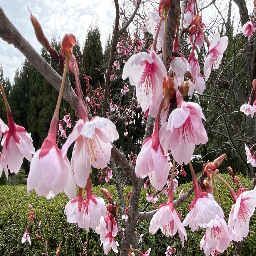 山桜 切り株 華台 寒桜（鎌倉）（京都府立植物園）：2026年3月6日（金）｜藤井秀昭