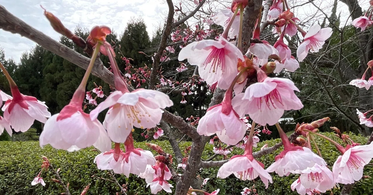寒桜（鎌倉）（京都府立植物園）：2026年3月6日（金）｜藤井秀昭
