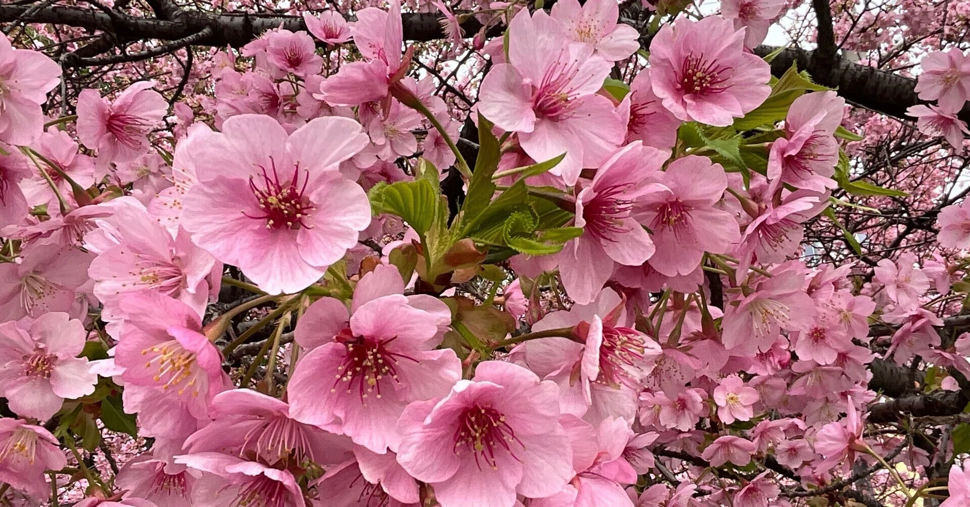 六分咲きの一条戻橋の河津桜：2026年3月6日（金）｜藤井秀昭（『京都