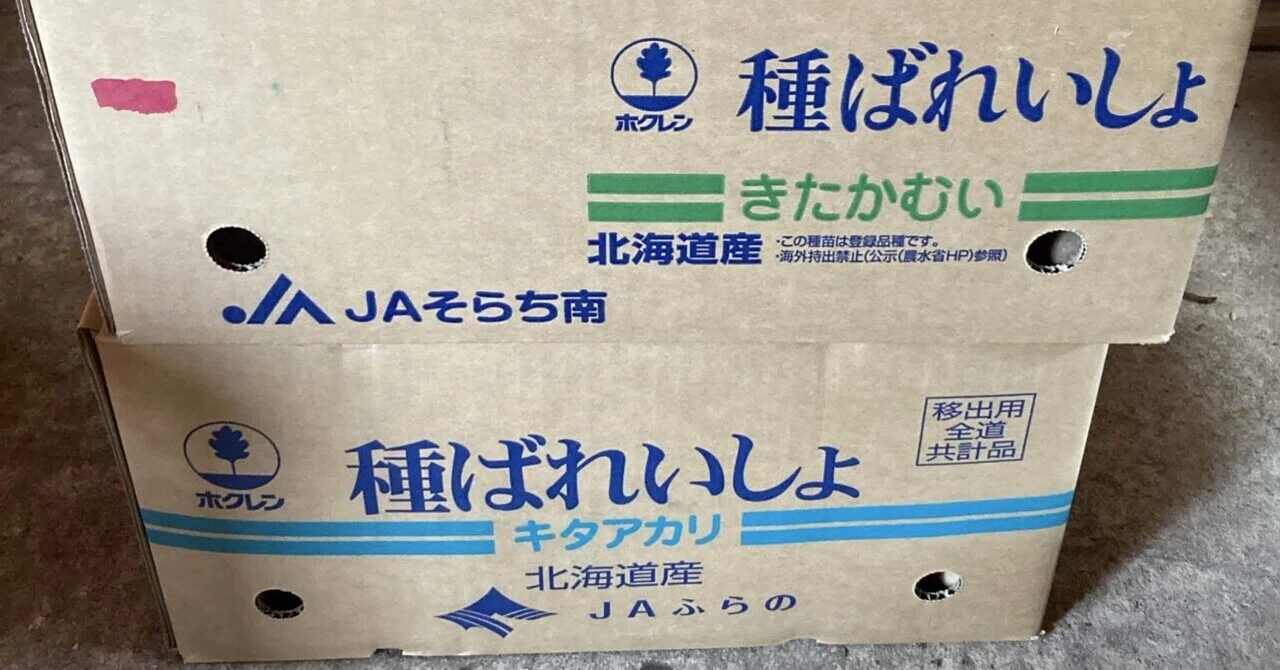 雪室終了。そして里芋とじゃがいもの芽出しの準備～はたけの様子