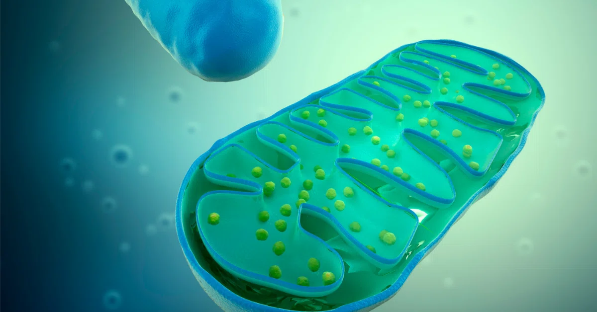 Vol. 2 The Source of Mental Strength Lies in Mitochondria｜高岡尚司（プロランニングコーチ）