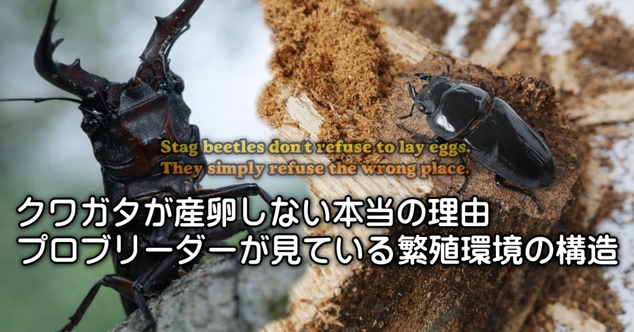 クワガタが産卵しない本当の理由…プロブリーダーが見ている繁殖環境の クワガタが産卵しない本当の理由…プロブリーダーが見ている繁殖環境の