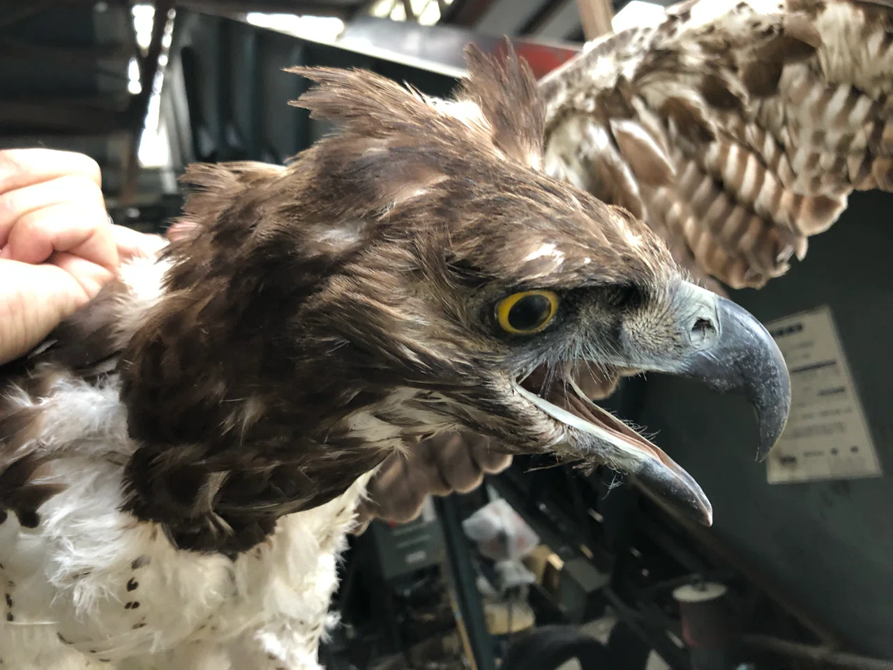Martial Eagle(好戦的な鷲)｜ハックスレー