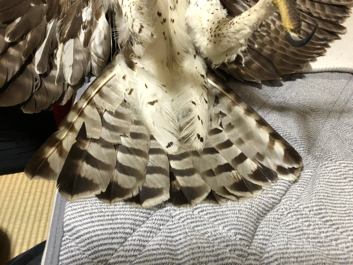 Martial Eagle(好戦的な鷲)｜ハックスレー