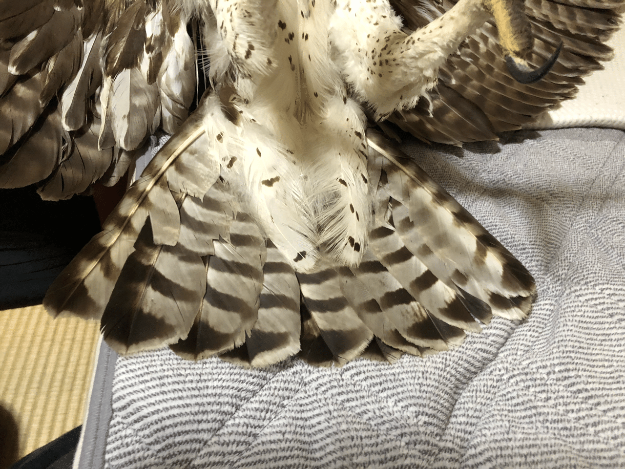 Martial Eagle 好戦的な鷲 ハックスレー Note