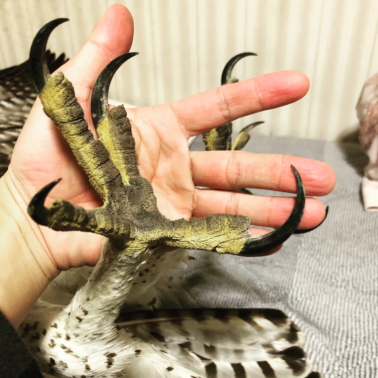 ゴマバラワシの剥製 | ヤマダウェブコム