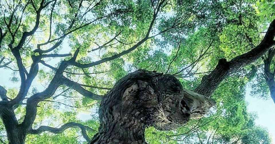 0514 木 森のくまさん Chiaki Note