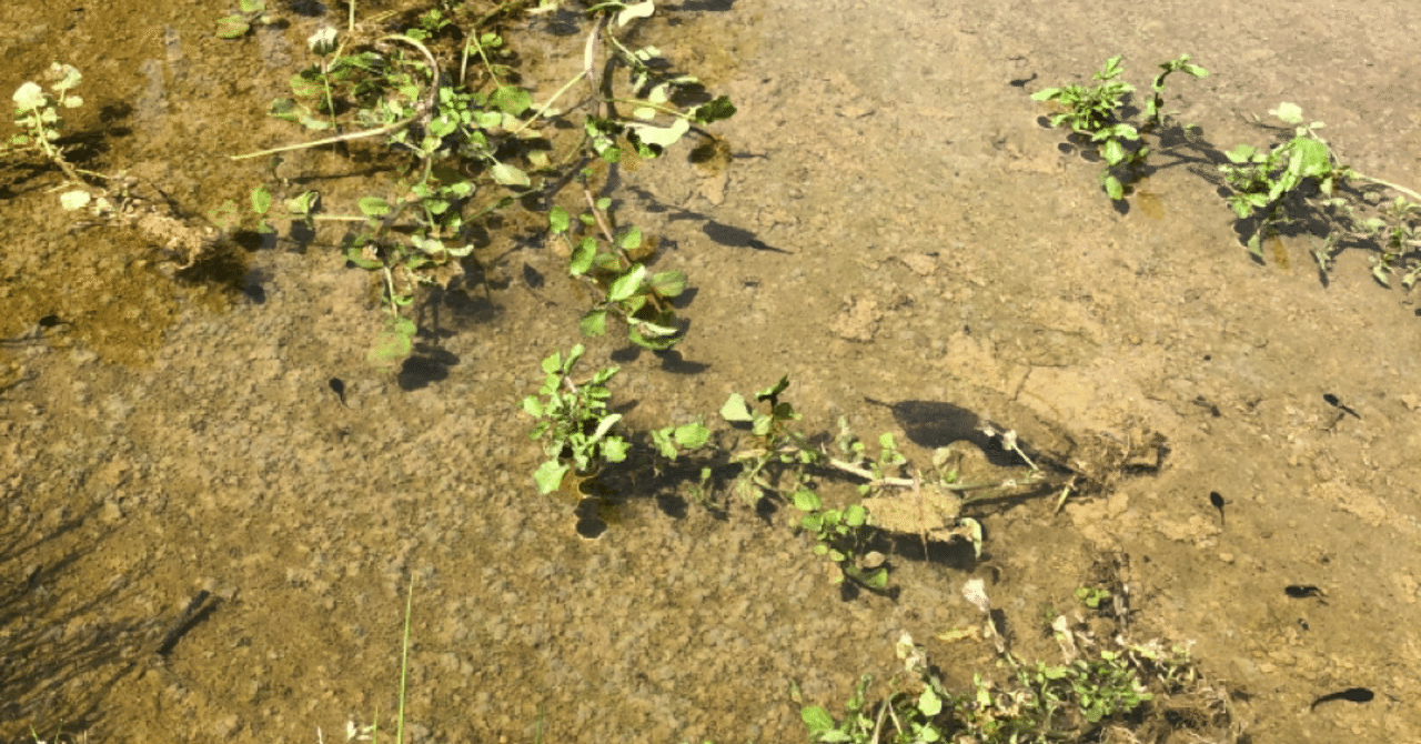 クレソンはじめました 金沢の里山 自然を楽しむ暮らし Note