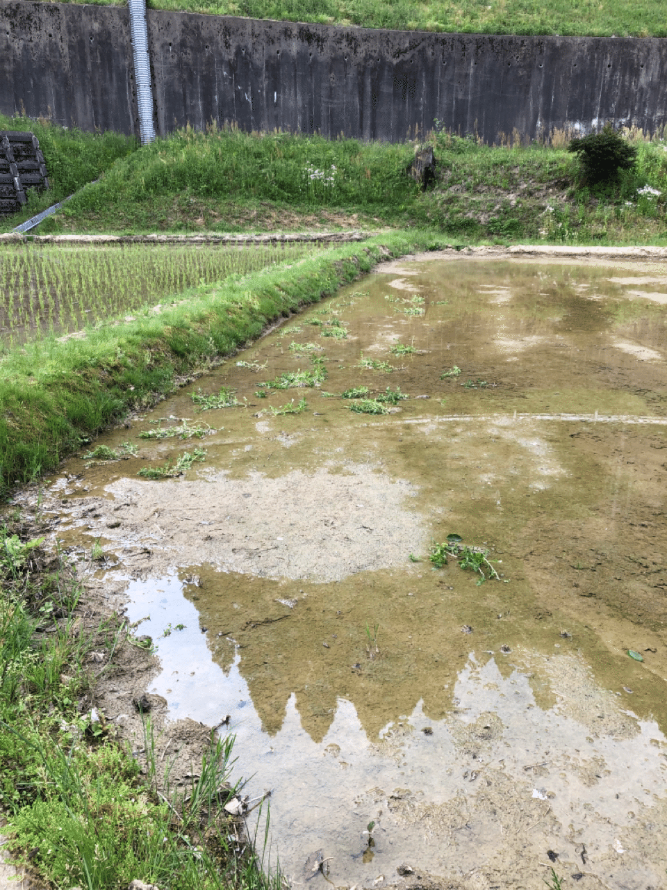 クレソンはじめました 金沢の里山 自然を楽しむ暮らし Note