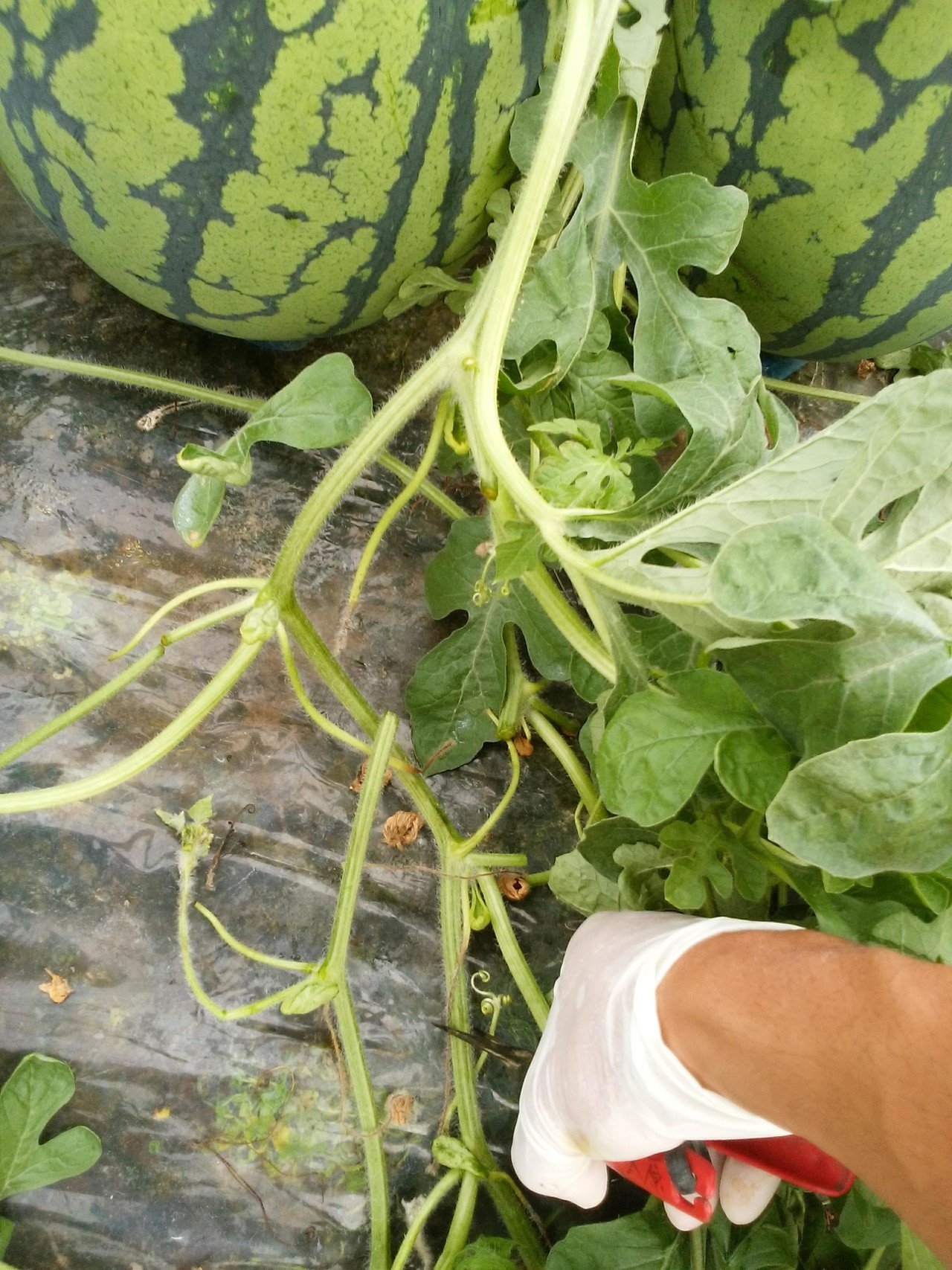 最後の最後にスイカをいじめる オオハラケイ 鳥取で新規就農 Note 最後の最後にスイカをいじめる オオハラケイ 鳥取で新規就農 Note