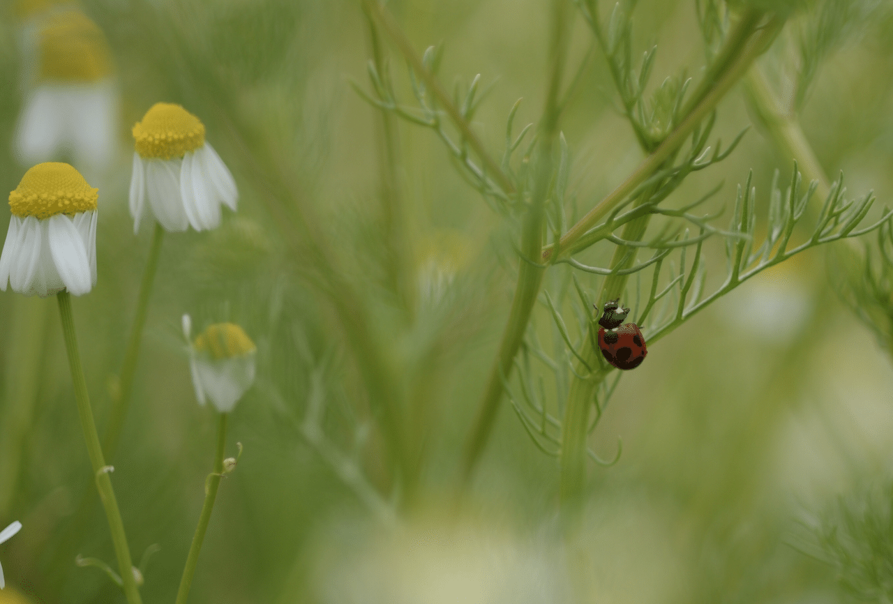 緊急事態宣言解除 写真 カモミール てんとう虫 Macro Photography Nikon Nikondf 石川県 Mami Note