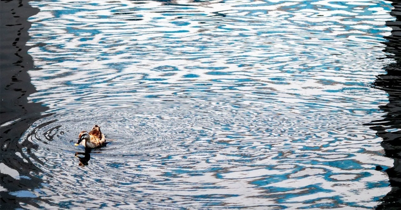 reflection/distortion_bird_03 (photo gallery)｜ぷらいまり。