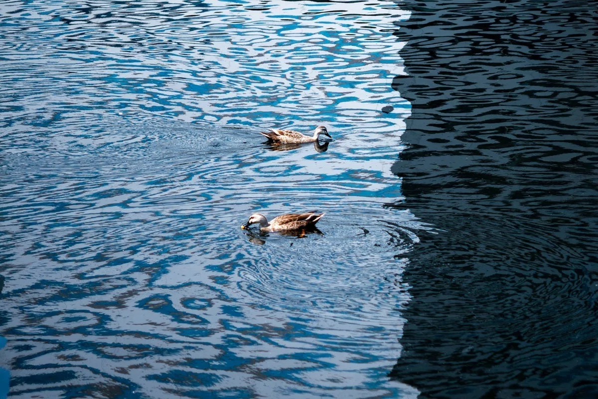 reflection/distortion_bird_03 (photo gallery)｜ぷらいまり。