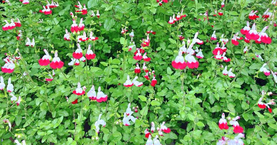 悲 という 字 の 由来 は