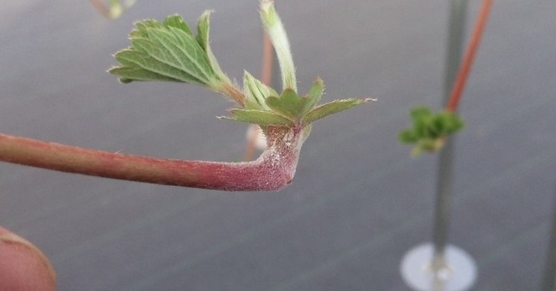 うどんこ病 イチゴハウスフルーミング Note