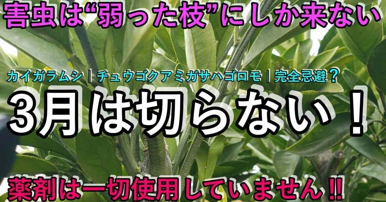 目から鱗】カイガラムシ・チュウゴクアミガサハゴロモが消える3月の