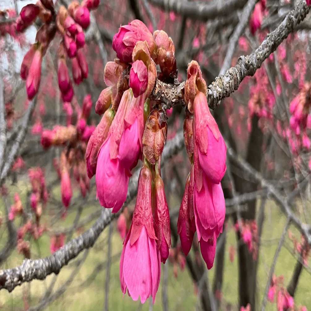 なぜ寒緋桜は交配品種の親になるのか（京都府立植物園）：2026年3月6日