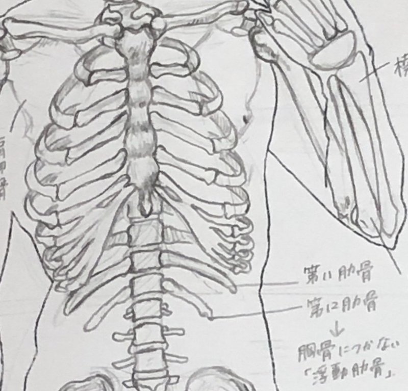 日々ムサビ つうしん 美術解剖学 こたけまりさん Note 日々ムサビ つうしん 美術解剖学 こたけまりさん Note