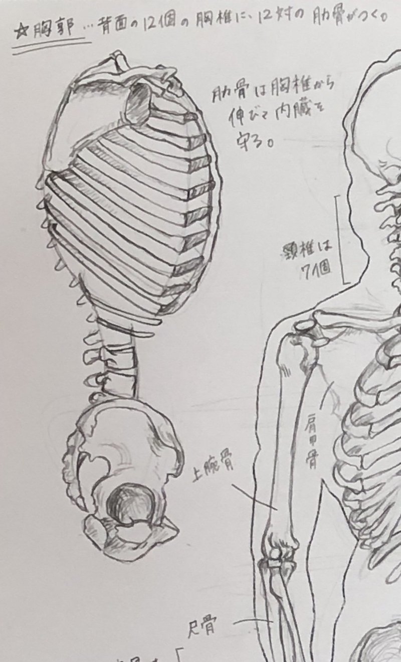 日々ムサビ つうしん 美術解剖学 こたけまりさん Note 日々ムサビ つうしん 美術解剖学 こたけまりさん Note