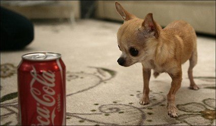 世界一小さい犬（チワワ）