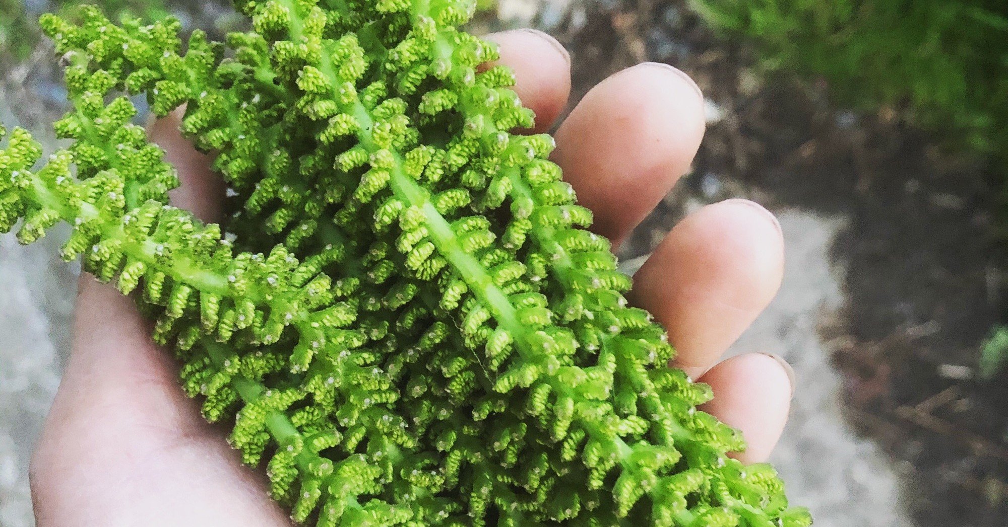 くるみの花 たまくさ Note