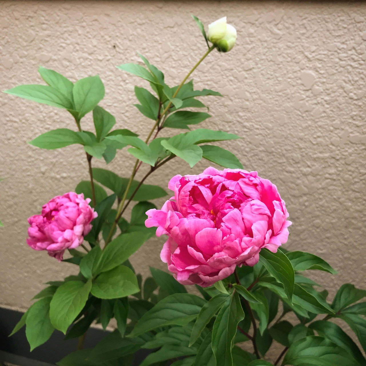 ピンクのは八重の芍薬 苗で家に来てから3年目にしてやっと咲いてくれました 初めまして ᵕᴗᵕ 芍薬 は難しくて 花が咲くのは運任せなところがあるので 今年はラッキーみたいです 青野りえ Note