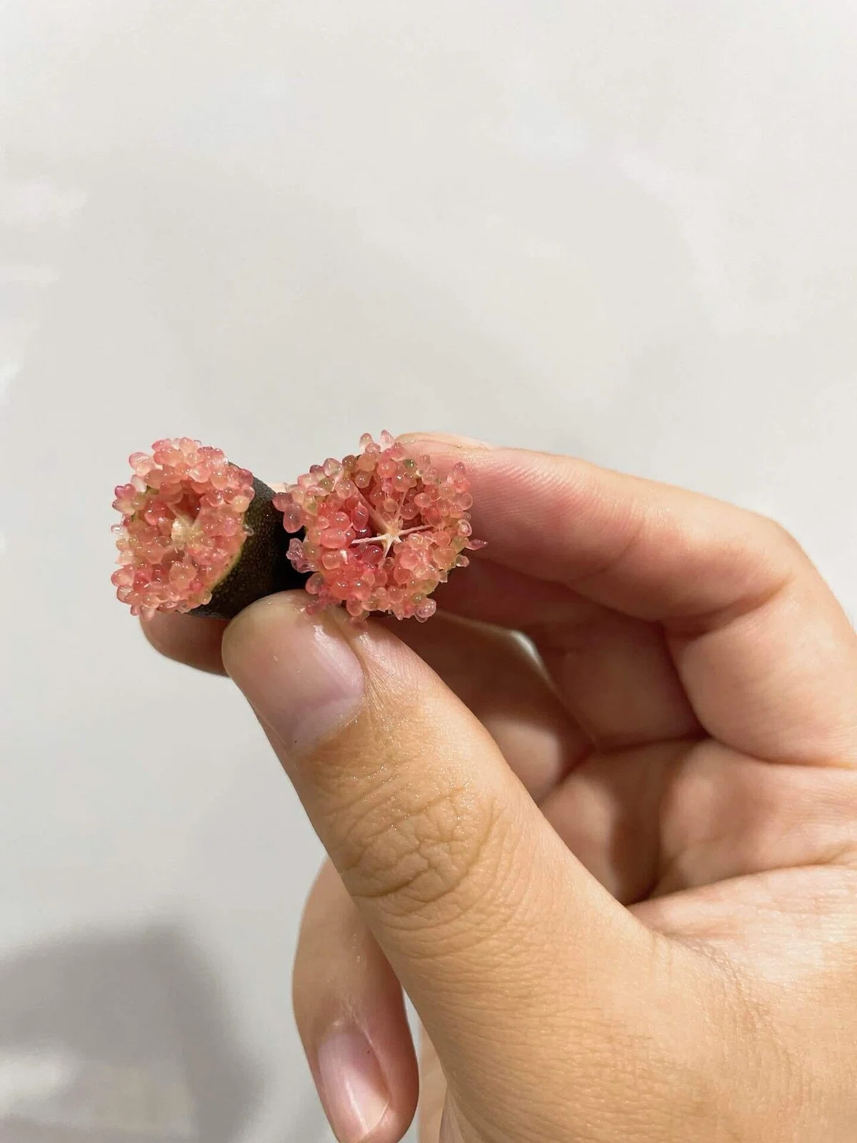 フィンガーライムの食べ方と味の違い｜品種ごとの香りを14種まとめました【農家が解説】｜PIENI FARM/福島フィンガーライム×ナッツ農家