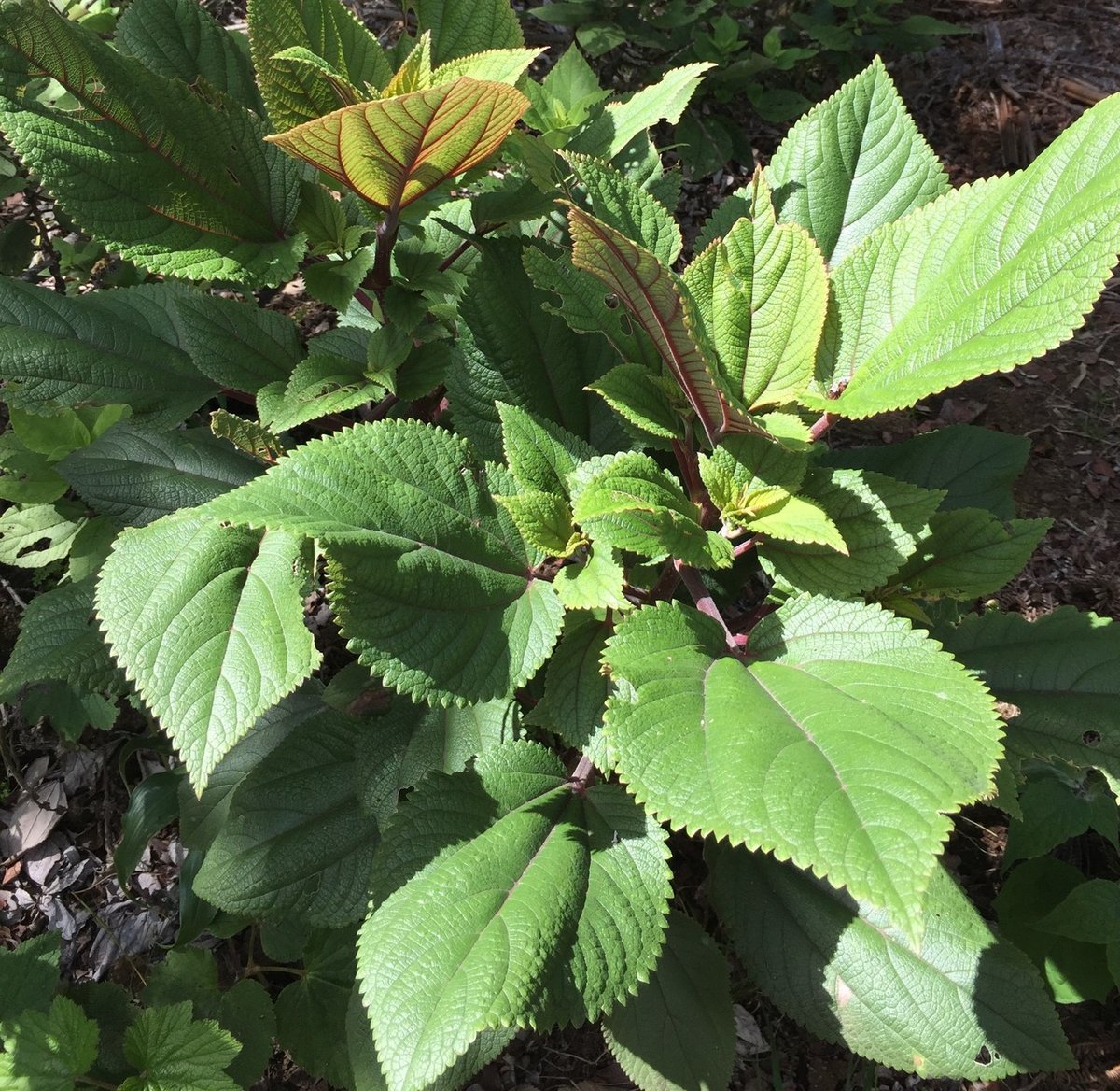 ママキ茶葉