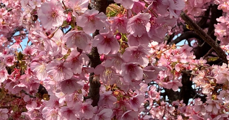 空堀川の満開の河津桜にヒヨドリも夢中