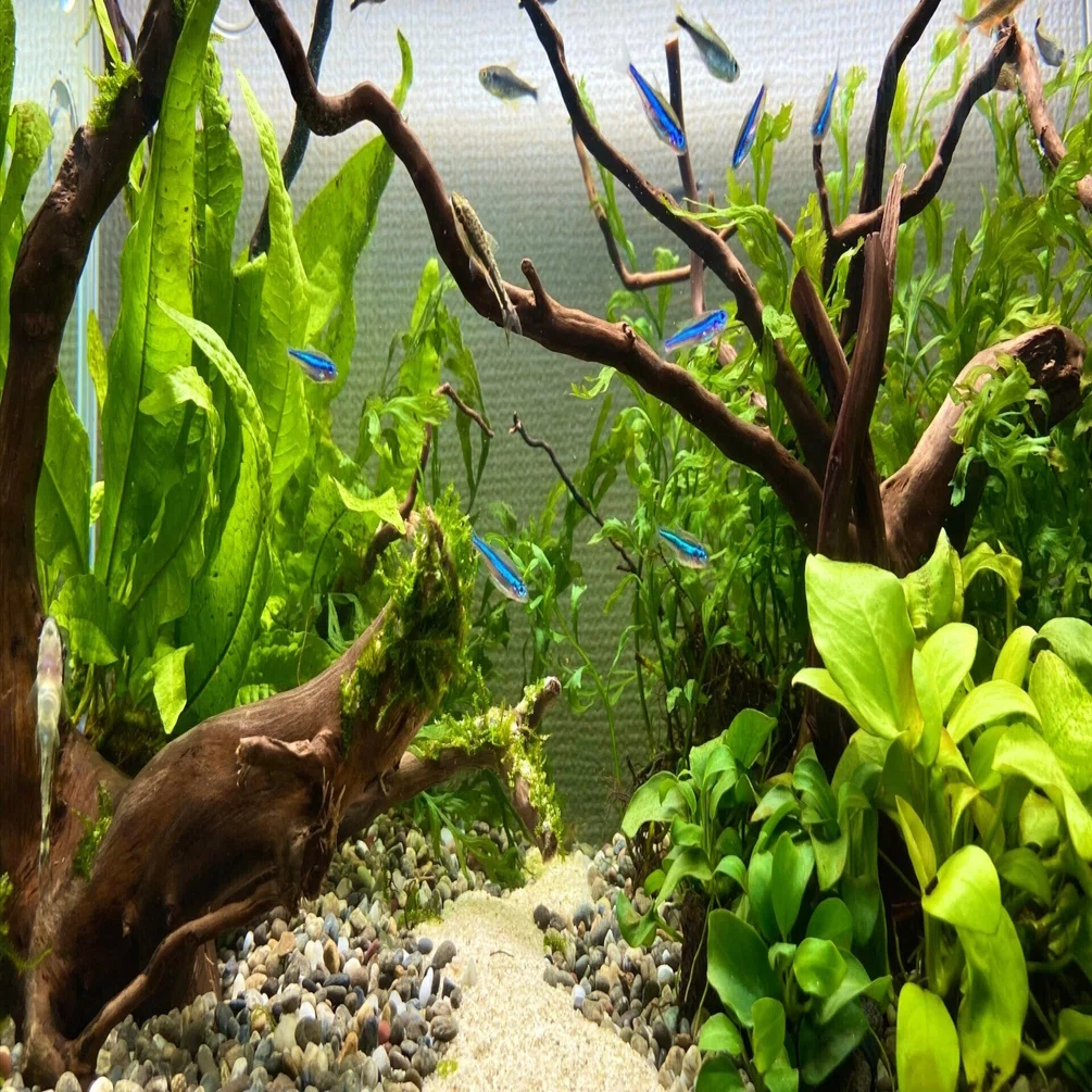 アクアリウム】を始めて丸2年。過去の水槽たちをまとめてみた 