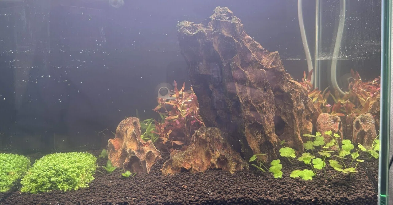 30cm水草水槽 立ち上げ〜1ヶ月目｜ケイ
