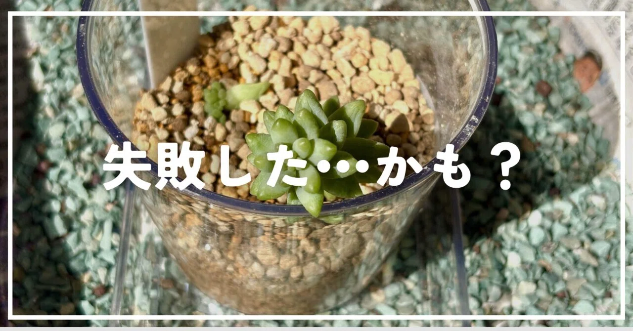 多肉植物】ダイソー多肉と格闘中。3週間後の姿に落ち着かない