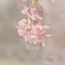 ゆず菜｜yuzuna