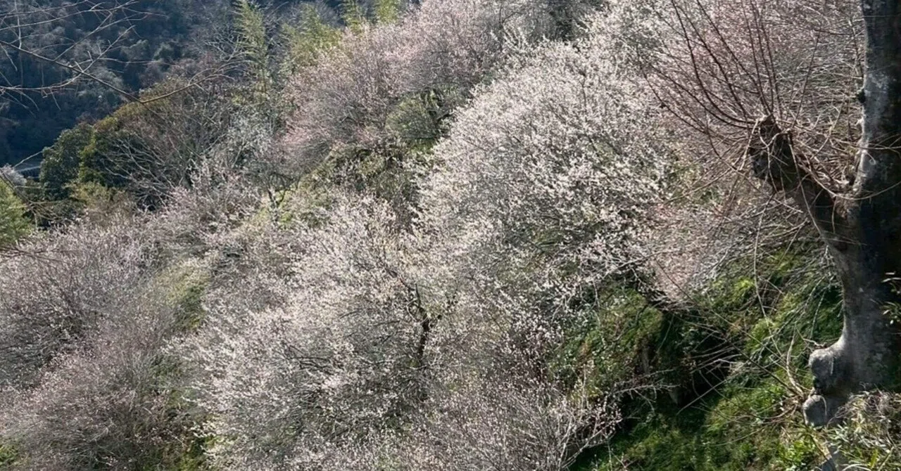月ヶ瀬梅林｜桜木大我