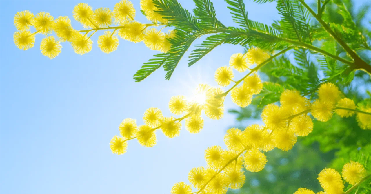 March 8, 2026: A '3' Day to Bloom Strongly and Flexibly as Yourself｜数秘の ...