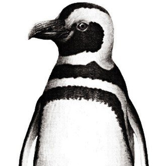 狼のリアルイラストtシャツを作りました リアル絵tシャツ屋さん Note