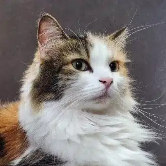 みかん
