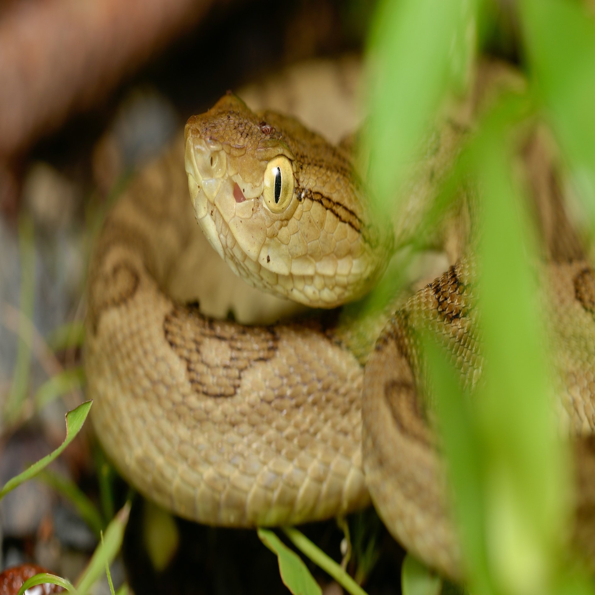 Pc壁紙 徳之島ver Takano Akitoshi Note