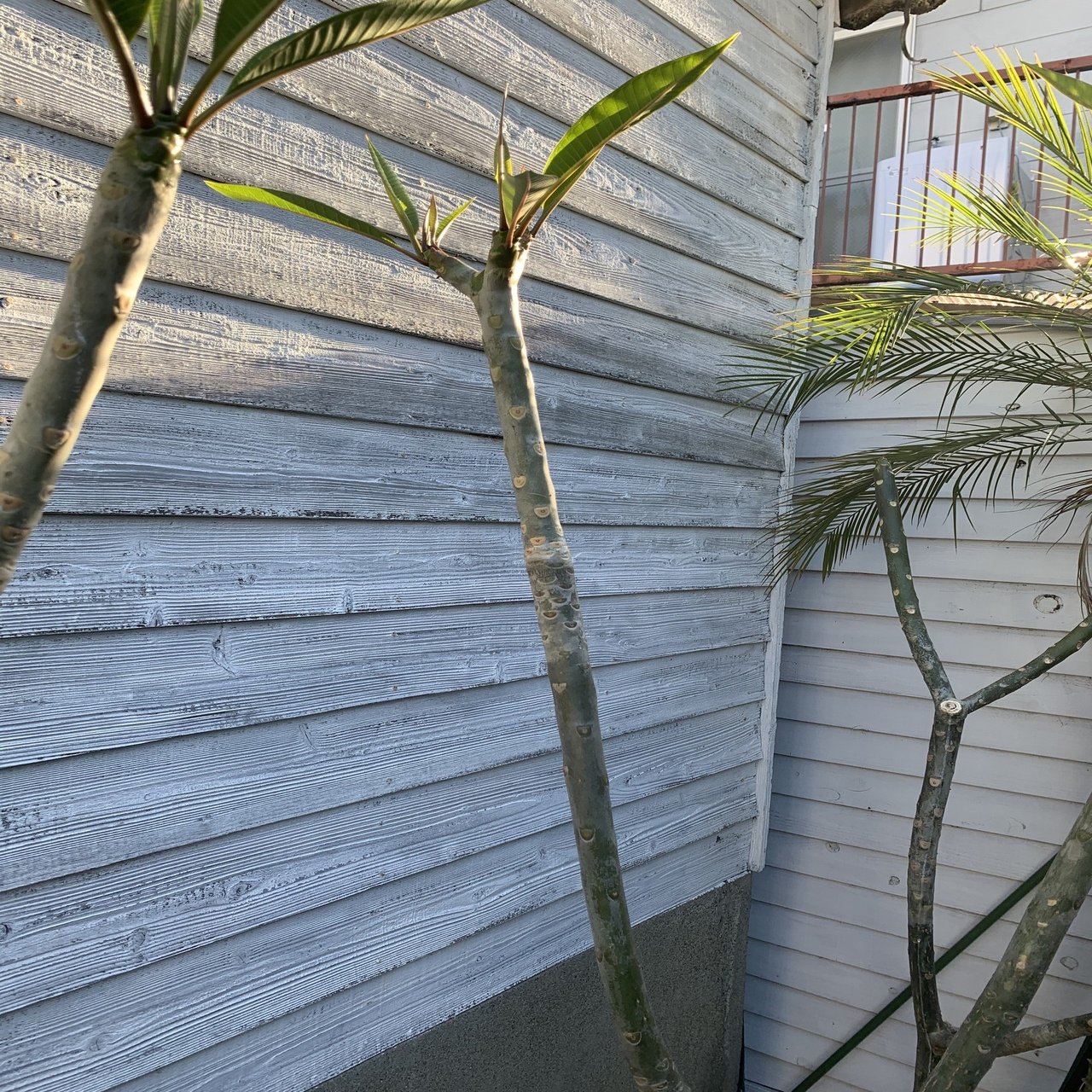 プルメリアを挿し木で増やす方法(ラピッドルーティング)最低気温20