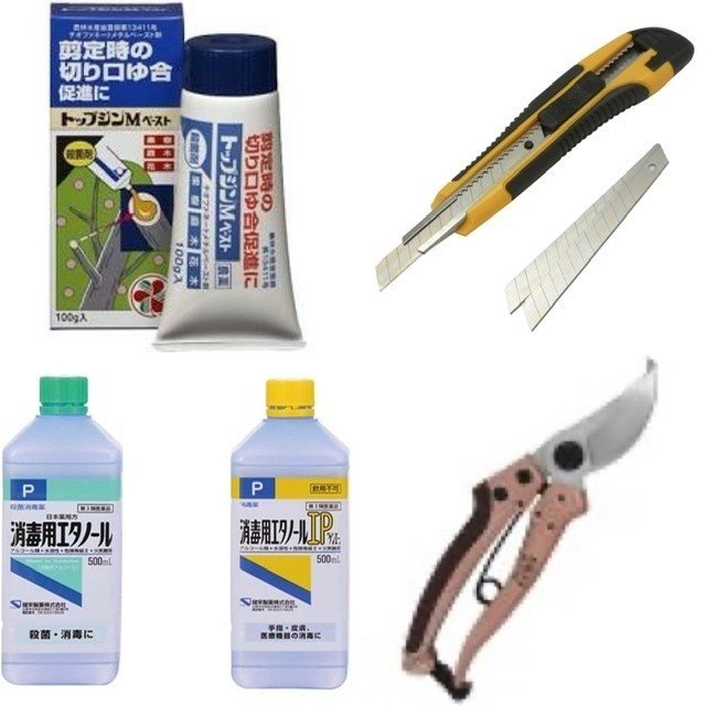 プルメリアを挿し木で増やす方法 ラピッドルーティング 最低気温 以上が理想です Hoppie Note