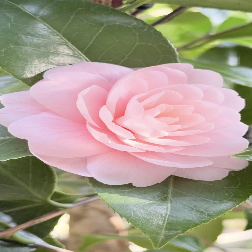 京都府立植物園『ツバキ』コレクション011 乙女椿 オトメツバキ 
