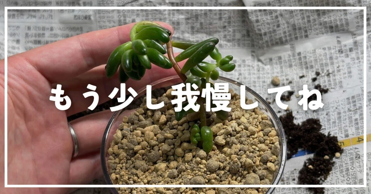 今日の多肉事。ダイソーより安い97円虹の玉を植え替えました