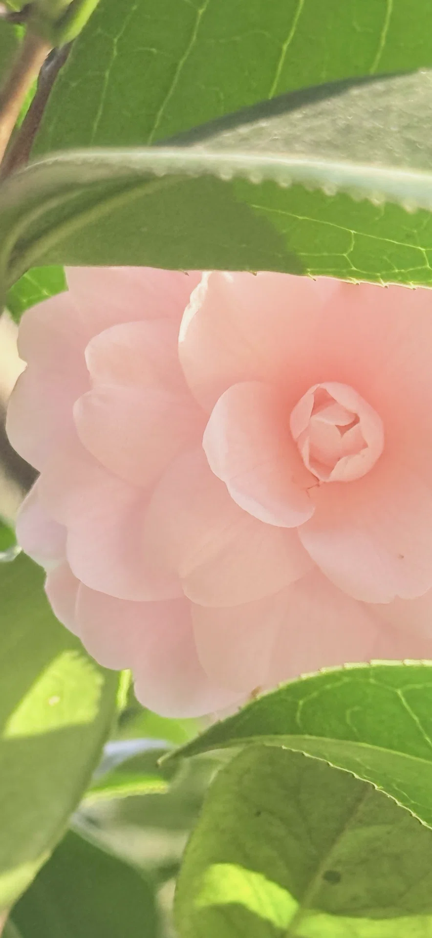 京都府立植物園『ツバキ』コレクション011 乙女椿 オトメツバキ 