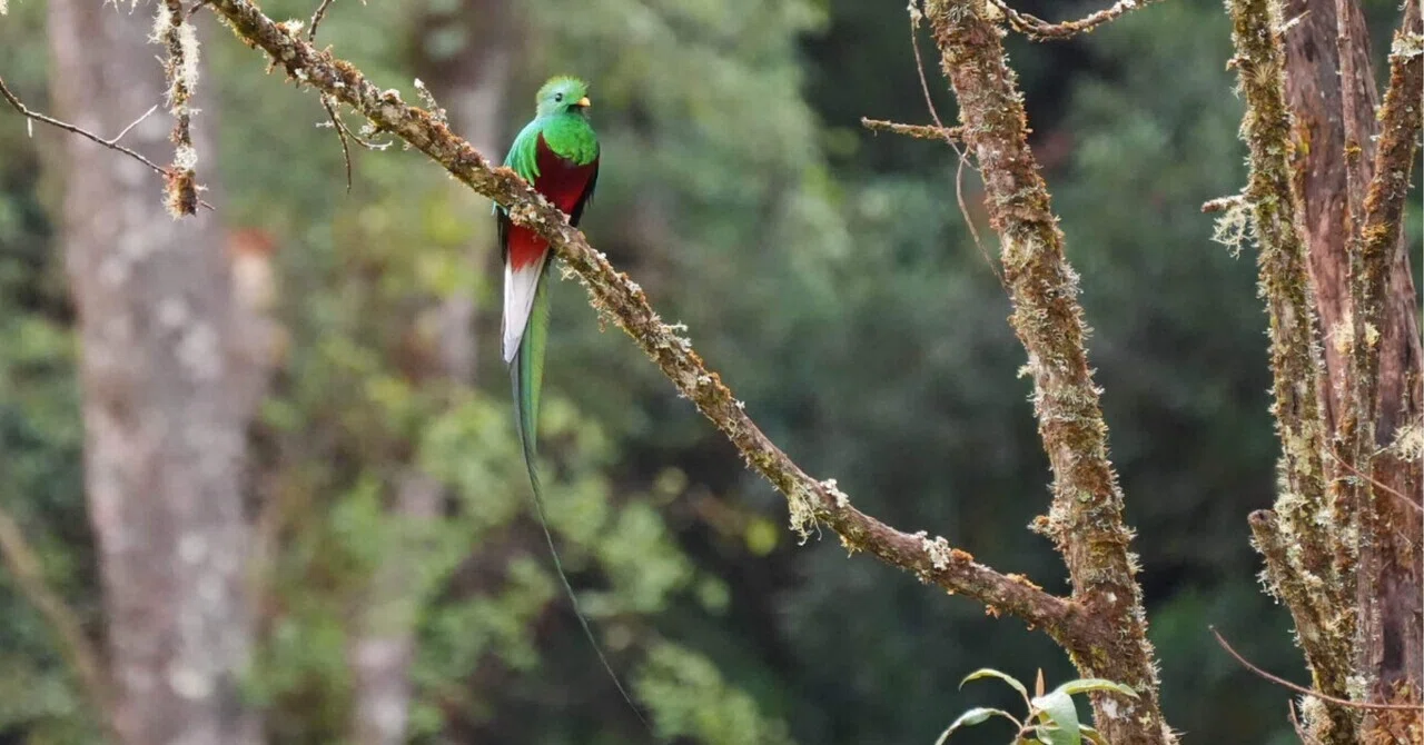 Costa Rica Night 3. The Quetzal parade continues.｜asaparis journal